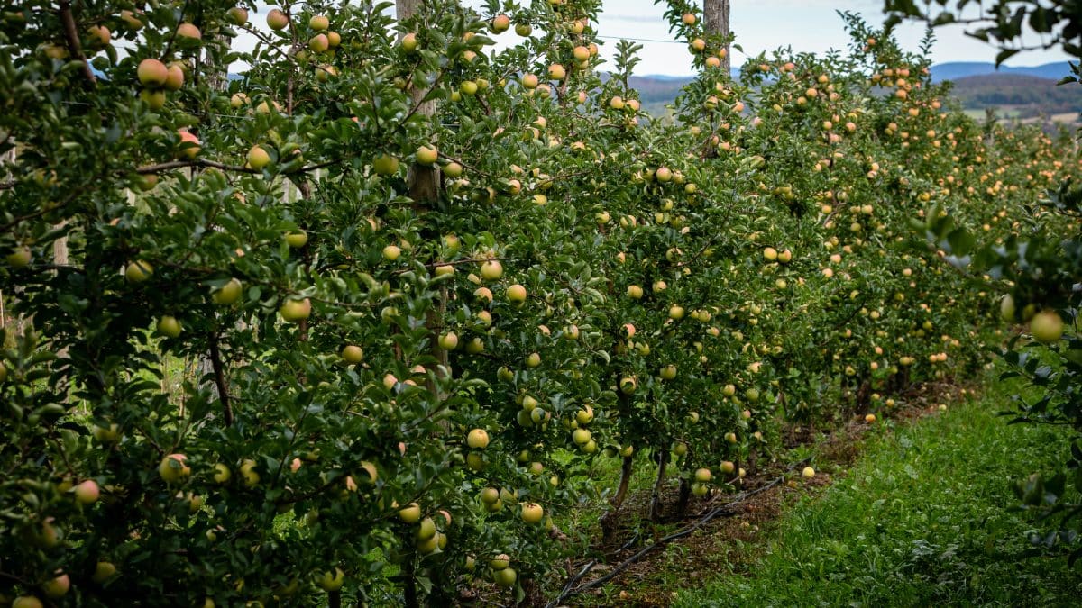 Orchard_high_density